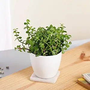 Plantmojo Jade Plant in round white plastic pot