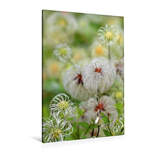 Premium Textil-Leinwand 80 cm x 120 cm hoch, Waldrebensamen | Wandbild, Bild auf Keilrahmen, Fertigbild auf echter Leinwand, Leinwanddruck: Clematis (CALVENDO Natur)
