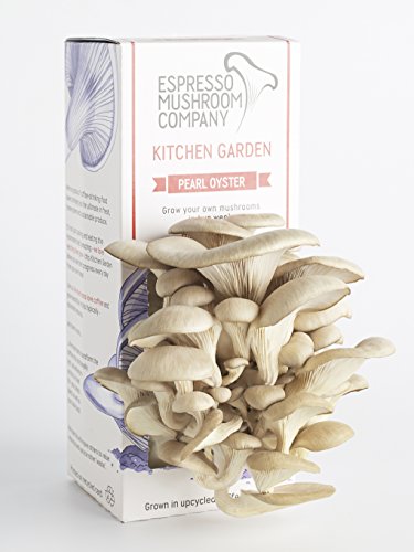 Austernpilze-Gemüsegarten zum selber Züchten – Das Kitchen Garden- Anbau-Kit - 5