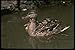 Produktbild 043046 Mallard Hen With Chicks A4 Photo Poster Print 10x8