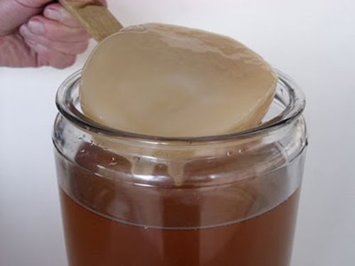 KEFIRALIA Disco Kombucha SCOBY - Cultivo Fresco