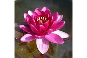 NATURAVIVA BASSANO NINFEA - rustica e resistente (ROSSA)