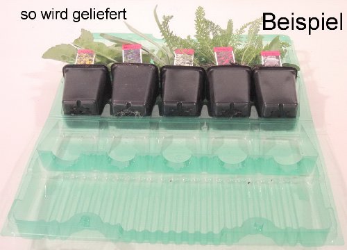 Stauden-Sortiment „Leuchtendes Feuer“. 24 Stauden in 6 versch. Sorten mit je 4 Stauden - 2