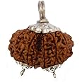 Gauri Shankar Rudraksha Original Certified with Capping Gowri Shankar Rudraksha Original Certified Gori Shankar Rudraksha Nepalप्रत्नू Gauri Shankar Rudraksha Nepali by Certified Gems