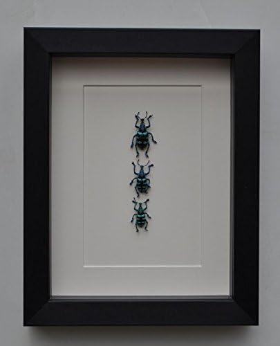 Three amazing Beetles in a black Frame (235mm high x 185mm wide x 32mm deep)