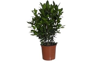 DECOALIVE Laurel Árbol Natural 40cm Altura Maceta 14cm Laurus Nobilis Planta Viva de Exterior