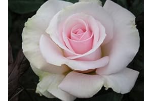 GORGEOUS GARDEN ROSES A Whiter Shade of Pale - Bareroot Hybrid Tea Garden Rose Bush - Large Blushed Pale Pink Blooms, Highly Fragrant, Very Healthy