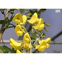 Laburnum anagyroides - Gemeiner Goldregen - Goldrausch - Gelbstrauch - Bohnenbaum Preis nach Größe 60-100 cm
