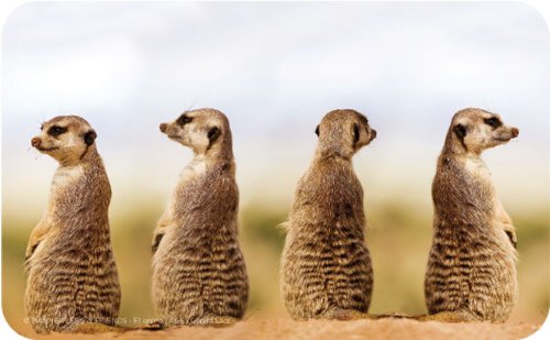 Frühstücksbrettchen "Erdmännchen Quartett"