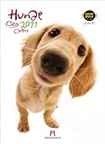 Hunde - Hanadeka 2011 by 