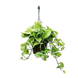 Live money plant with hanging pot