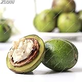 SEMILLAS germinación alta SOLAMENTE NO PLANTAS: 2 ZLKING pcsSpecialty Nuez verde Bonsai Fuerte resistencia a la enfermedad de adaptarse a una variedad de suelo alto grado Nueces