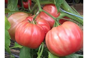 GENERICO piantine da orto piantine di pomodori a citta' e pulecenella (pomodoro sorrentino 10 piante)
