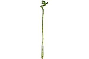 Lyckoamulett "Lucky Bamboo" spiral Dracaena Sanderiana 40 cm kruka