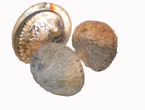 Abalone Haliotis midea natur ca. 8-10cm Meeresohr oder auch Seeohr