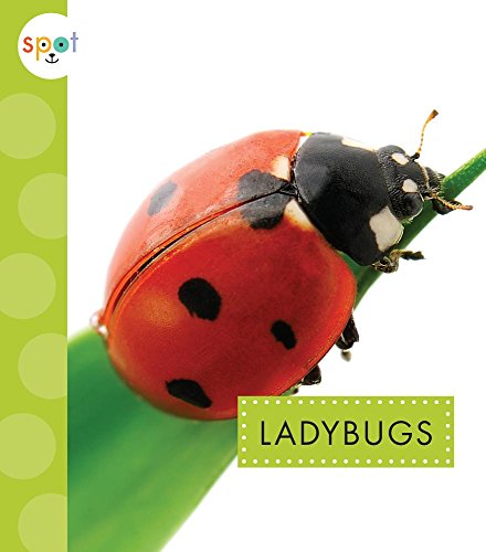 Preisvergleich Produktbild Ladybugs (Spot Creepy Crawlies)
