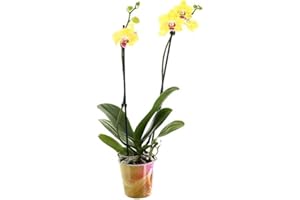 SENDABUNCH Yellow Lemon Sorbet Twin Spiked Phalaenopsis Orchid A perfect Way to stay in touch.
