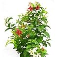 Anuraj farms Jasmine Rangoon High Fragrance Creeper Live Flower Plant Madhumalati - (Rangoon Creeper Flower) - 1 Plant -Climbing - Decorative Madhabilata Flower Plant