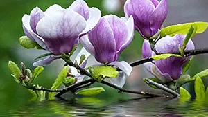 ISEE 360 Natural Flowers Wall Laminated Posters for Home Living Kids Study Bed Room Kitchen Office Decor Stylish Printed Wall Poster 300 GSM L X H 17 X 10 Inches