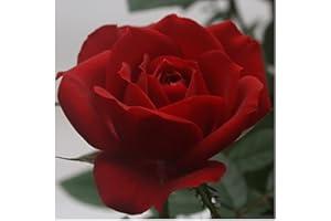 BRYNCIR GARDEN CENTRE Rose - Patio Rose - 10.5cm (1, Red)