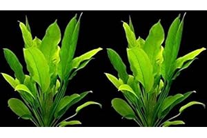 WFW wasserflora 2 Bunde Große Amazonas-Schwertpflanze/Echinodorus bleheri, Aquariumpflanze, barschfest