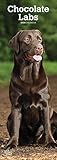 Chocolate Labrador Retriever - Schokoladenfarbene Labrador Retriever 2020: Original BrownTrout-Kalender - Slimline [Mehrsprachig] [Kalender] (Slimline-Kalender) by 