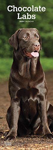 Chocolate Labrador Retriever - Schokoladenfarbene Labrador Retriever 2020: Original BrownTrout-Kalender - Slimline [Mehrsprachig] [Kalender] (Slimline-Kalender)
