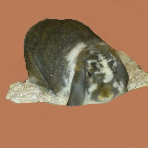 Fitch-Pet-Bedding-for-Small-Animals