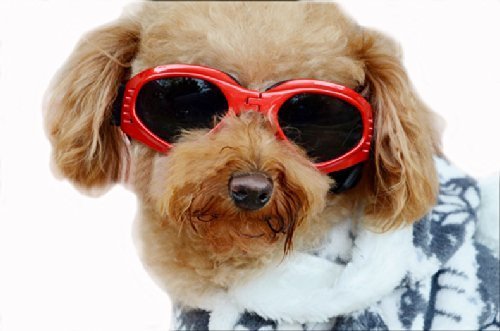Pet-Leso-Dog-Goggles-Stylish-Doggie-Puppy-Sunglasses-Windproof-Protection-Doggles-Red