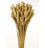 ramo trigo png Trigo preservado de alta calidad. Origen España. Paquetes de 200 gramos. Medida 80 cm. Trigo preservado, color natural.
