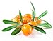 Produktbild Alu-Dibond-Bild 60 x 50 cm: "Sea buckthorn isolated on the white", Bild auf Alu-Dibond