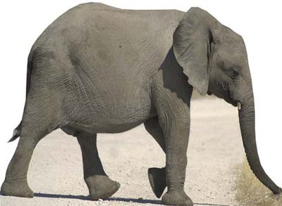 Star Cutouts Cut Out of Baby Elephant