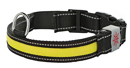 TZLong Collare LED per Cane USB Ricaricabile, Lampeggiante, visibilità (M (50cm), Giallo)