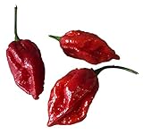 1000 Naga Viper Semillas -Chile- by Samenchilishop