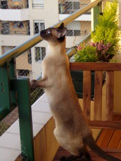 Trixie Filet de Protection Transparent 4 × 3 m pour Chat