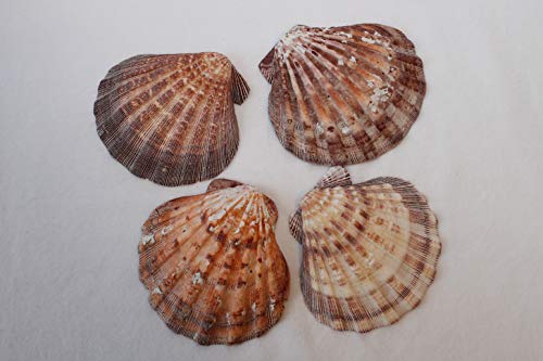 Antiguo Telescopio Latón Telescópico extensible en 25cm con cuero En Caja de madera 8214