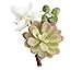 Produktbild Lillian Rose Moss Boutonniere, 3.75 by 2.75-Inch