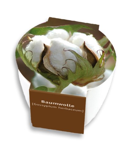 Premium-Pflanzset 'Baumwolle'