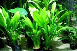 AQUAPLANTS Diverses espèces de Echinodorus X5 - Live plantes d'aquarium