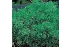 Dill Seeds by Country Value. Average 500 Seeds