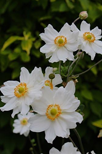 Anemone × hybrida 'Whirlwind' : garden tested, hardy perennial plant supplied in a half litre pot