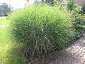 Feinhalm Chinaschilf – Miscanthus sinensis ‚Gracillimus‘ – sehr schönes Ziergras - 2