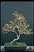 Produktbild 353012 Buxus Microphylla (sinica) A4 Photo Poster Print 10x8