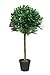 Produktbild Lorbeerbaum 85 cm Kunstbaum künstliche Deko