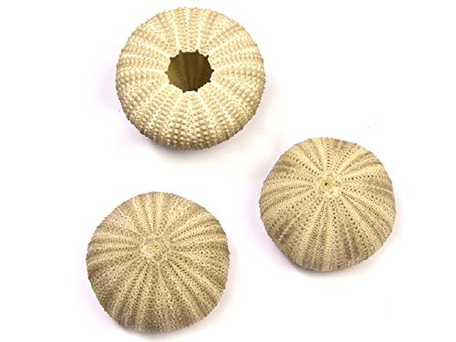 NaDeco® Seeigel Gehäuse grün ca. 5cm | Seeigelgehäuse | Lytechinus semituberculatus | maritime Dekoration - 2