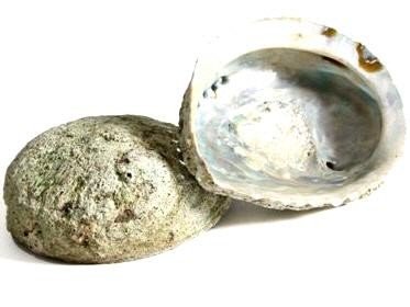 NaDeco® Haliotis midae ca. 12-16cm | Abalone Schnecke | Abalone Muschel | Seeopal | Meerohr | Räucherschele | Seifenschale - 3