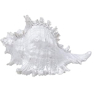 Haquoss Reef Shell 6, 21x 13x 9.5h cm