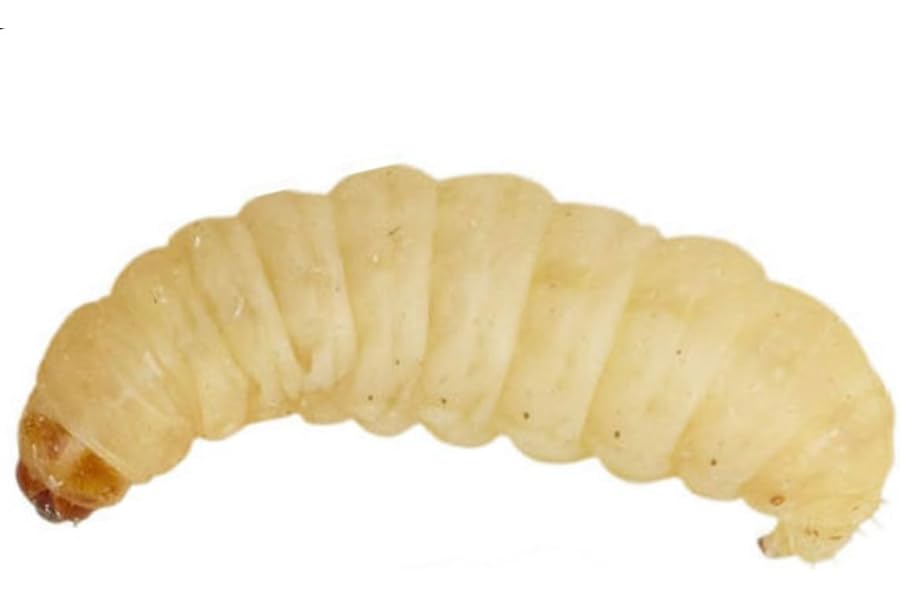 UINCLU Waxworms 50 Pack (15g) - Reptile, Bird, Small Mammal - Pets - Pet Owners, Raw Feeders - Live Pet Food - Waxworms - 15g, 0.53oz