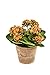 Produktbild Künstliche Kalanchoe FAJRA mit Blüten, orange, 22 cm - Deko Blume / Kunst Pflanze - artplants