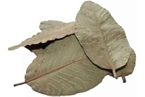 GIOIA SHRIMP Feuilles de Catappa pour Les crevettes d'aquarium - Lot de 10 Feuilles I Nourriture pour crevette d'aquarium I Conditionneur d'eau